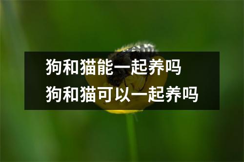 狗和猫能一起养吗 狗和猫可以一起养吗