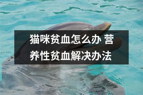 猫咪贫血怎么办 营养性贫血解决办法