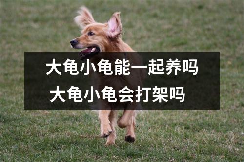 大龟小龟能一起养吗 大龟小龟会打架吗