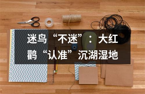 迷鸟“不迷”：大红鹳“认准”沉湖湿地