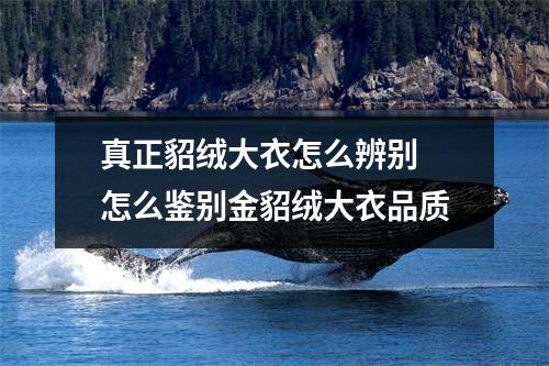 真正貂绒大衣怎么辨别 怎么鉴别金貂绒大衣品质