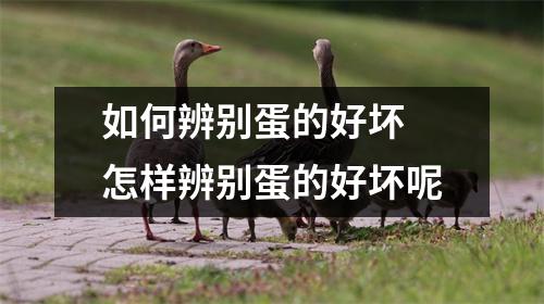 如何辨别蛋的好坏 怎样辨别蛋的好坏呢 如何辨别蛋的好坏 怎样辨别蛋的好坏呢