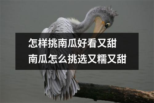 怎样挑南瓜好看又甜 南瓜怎么挑选又糯又甜 怎样挑南瓜好看又甜 南瓜怎么挑选又糯又甜