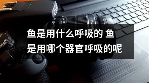 鱼是用什么呼吸的 鱼是用哪个器官呼吸的呢