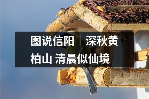 图说信阳｜深秋黄柏山 清晨似仙境