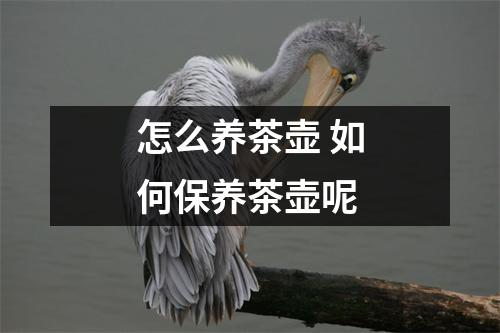 怎么养茶壶 如何保养茶壶呢
