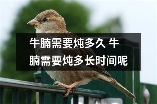 牛腩需要炖多久 牛腩需要炖多长时间呢