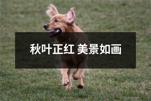 秋叶正红 美景如画