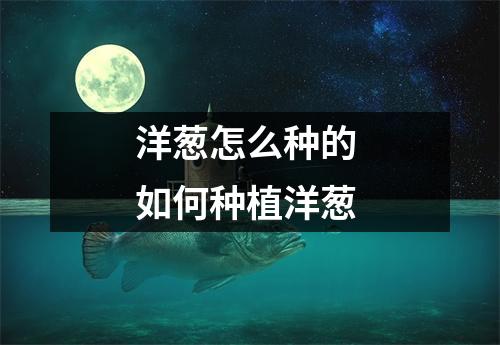 洋葱怎么种的 如何种植洋葱