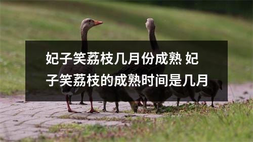 妃子笑荔枝几月份成熟 妃子笑荔枝的成熟时间是几月