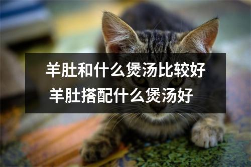 羊肚和什么煲汤比较好 羊肚搭配什么煲汤好