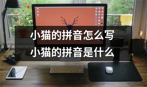 小猫的拼音怎么写 小猫的拼音是什么 小猫的拼音怎么写 小猫的拼音是什么