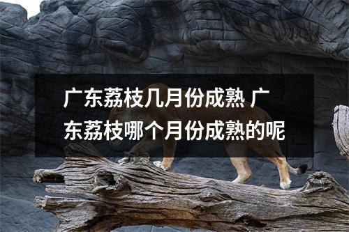 广东荔枝几月份成熟 广东荔枝哪个月份成熟的呢