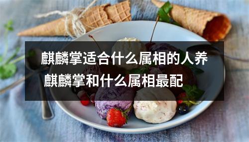麒麟掌适合什么属相的人养 麒麟掌和什么属相最配
