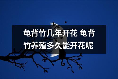 龟背竹几年开花 龟背竹养殖多久能开花呢