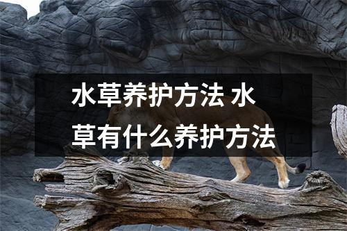 水草养护方法 水草有什么养护方法