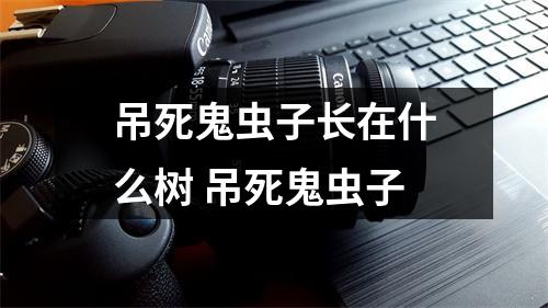 吊死鬼虫子长在什么树 吊死鬼虫子