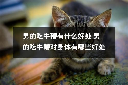 男的吃牛鞭有什么好处 男的吃牛鞭对身体有哪些好处