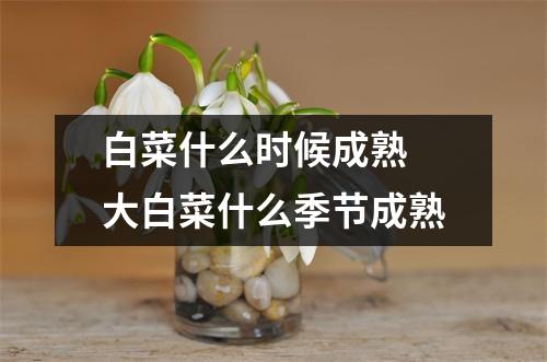 白菜什么时候成熟 大白菜什么季节成熟