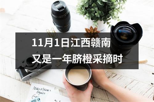 11月1日江西赣南 又是一年脐橙采摘时