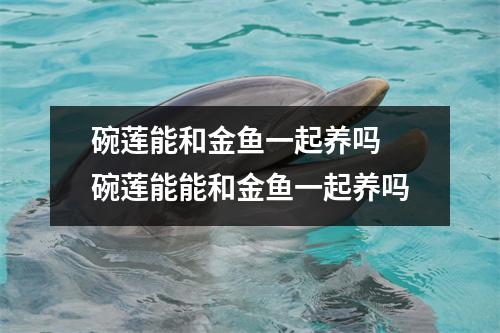 碗莲能和金鱼一起养吗 碗莲能能和金鱼一起养吗