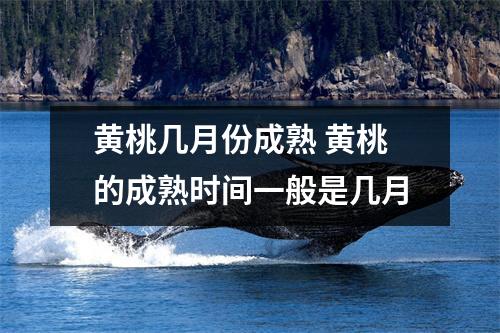 黄桃几月份成熟 黄桃的成熟时间一般是几月