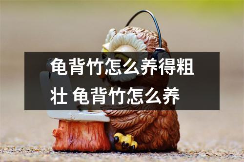 龟背竹怎么养得粗壮 龟背竹怎么养