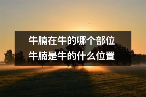 牛腩在牛的哪个部位 牛腩是牛的什么位置