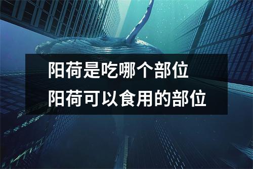 阳荷是吃哪个部位 阳荷可以食用的部位