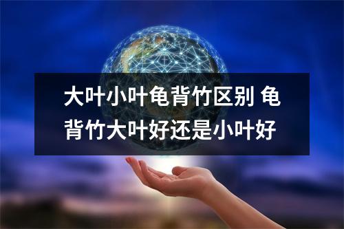 大叶小叶龟背竹区别 龟背竹大叶好还是小叶好
