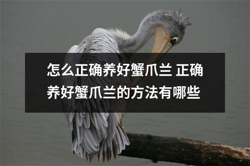 怎么正确养好蟹爪兰 正确养好蟹爪兰的方法有哪些