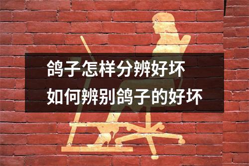 鸽子怎样分辨好坏 如何辨别鸽子的好坏