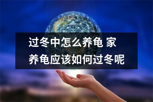 过冬中怎么养龟 家养龟应该如何过冬呢