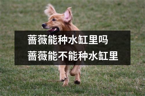 蔷薇能种水缸里吗 蔷薇能不能种水缸里