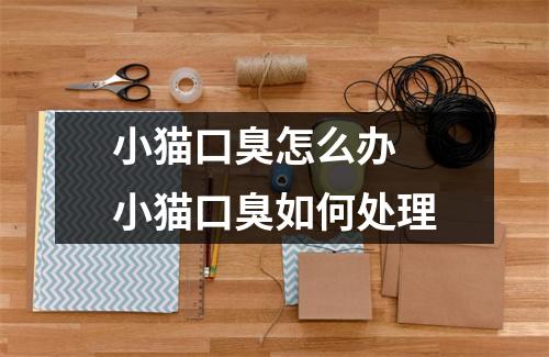 小猫口臭怎么办 小猫口臭如何处理