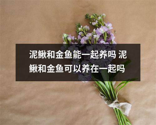 泥鳅和金鱼能一起养吗 泥鳅和金鱼可以养在一起吗
