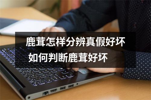 鹿茸怎样分辨真假好坏 如何判断鹿茸好坏