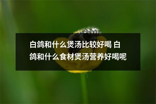 白鸽和什么煲汤比较好喝 白鸽和什么食材煲汤营养好喝呢