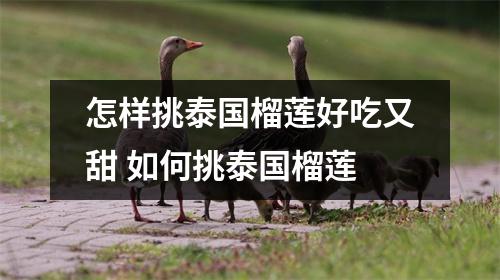 怎样挑泰国榴莲好吃又甜 如何挑泰国榴莲