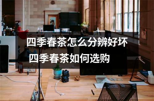 四季春茶怎么分辨好坏 四季春茶如何选购