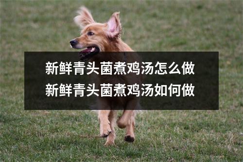 新鲜青头菌煮鸡汤怎么做 新鲜青头菌煮鸡汤如何做