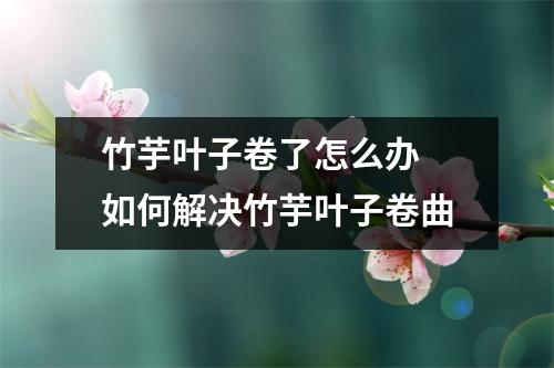 竹芋叶子卷了怎么办 如何解决竹芋叶子卷曲