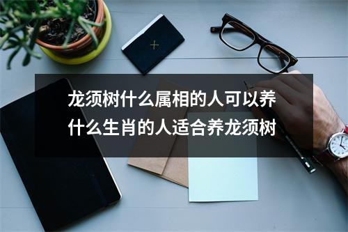 龙须树什么属相的人可以养 什么生肖的人适合养龙须树
