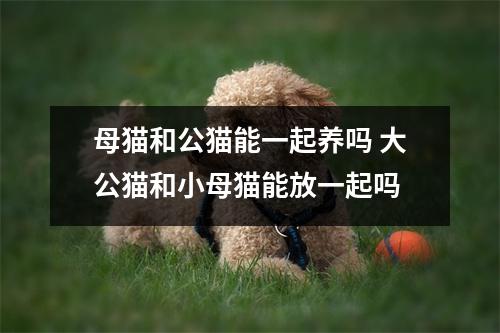 母猫和公猫能一起养吗 大公猫和小母猫能放一起吗