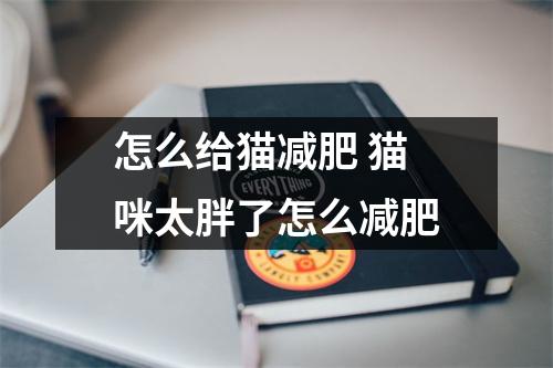 怎么给猫减肥 猫咪太胖了怎么减肥