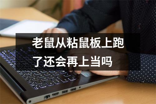 老鼠从粘鼠板上跑了还会再上当吗