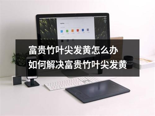 富贵竹叶尖发黄怎么办 如何解决富贵竹叶尖发黄