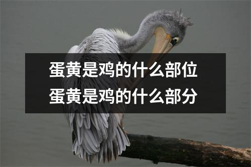 蛋黄是鸡的什么部位 蛋黄是鸡的什么部分