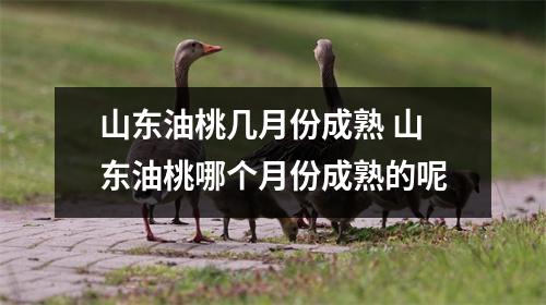 山东油桃几月份成熟 山东油桃哪个月份成熟的呢 山东油桃几月份成熟 山东油桃哪个月份成熟的呢