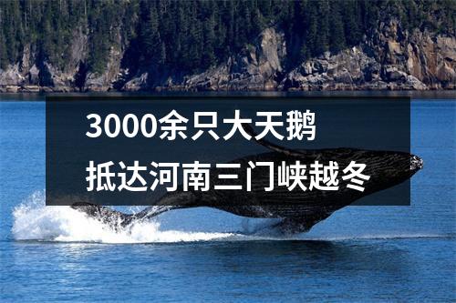 3000余只大天鹅抵达河南三门峡越冬